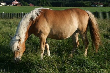 Tierschutzhof Pfotenhilfe in Lochen