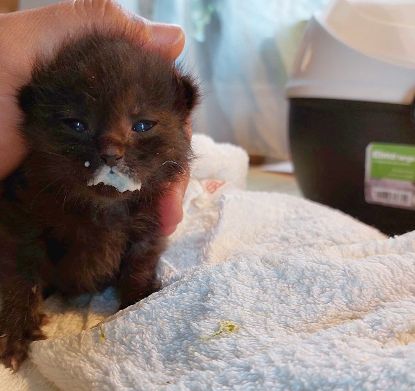 Katzenbabys, Baby, Waisen, Kätzchen, Katze, Pfotenhilfe, Tierschutzhof, Tierschutz