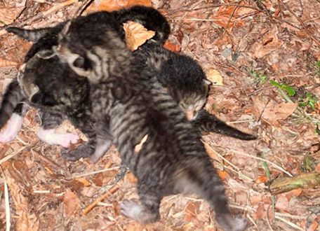 Vier Katzenbabys