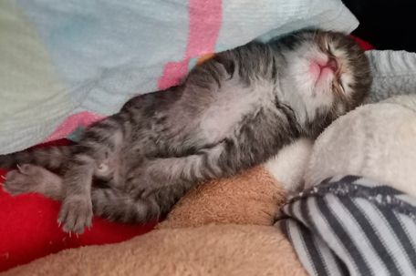 sleeping kitten 