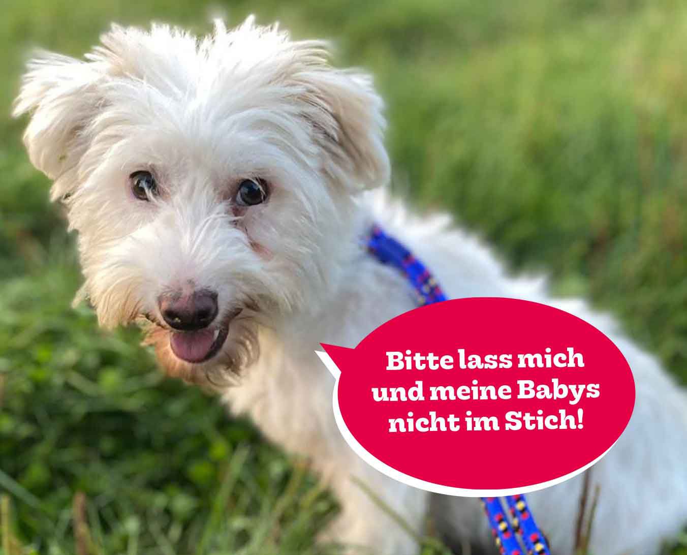 Pfotenhilfe, Malteser, Hundebaby, Lochen, Tierschutz, Hund, Tier in Not, Pfotenhilfe Lochen, Hundemama