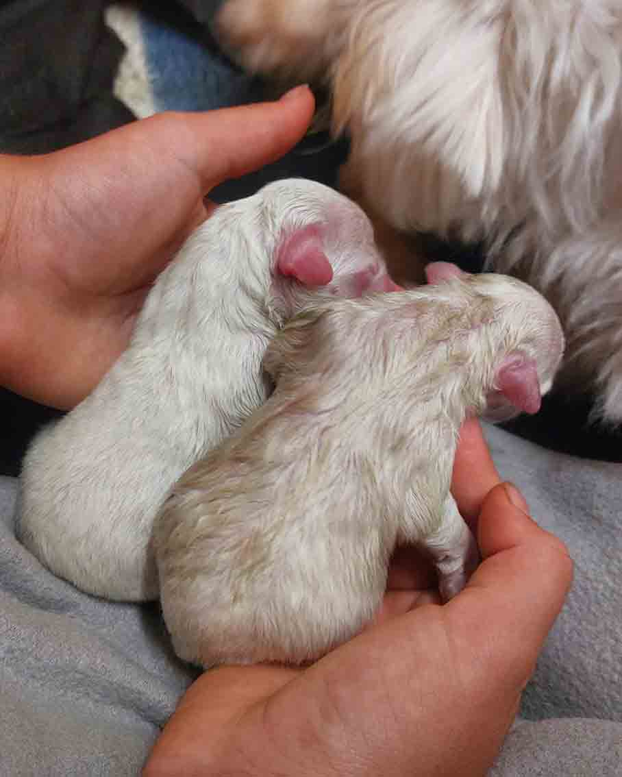 Pfotenhilfe, Malteser, Hundebaby, Lochen, Tierschutz, Hund, Tier in Not, Pfotenhilfe Lochen, Hundemama