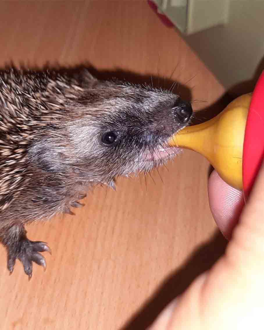 Igel, Igelbaby, PFOTENHILFE, Lochen, Tierschutz, Wildtiere, Winter, Kälte