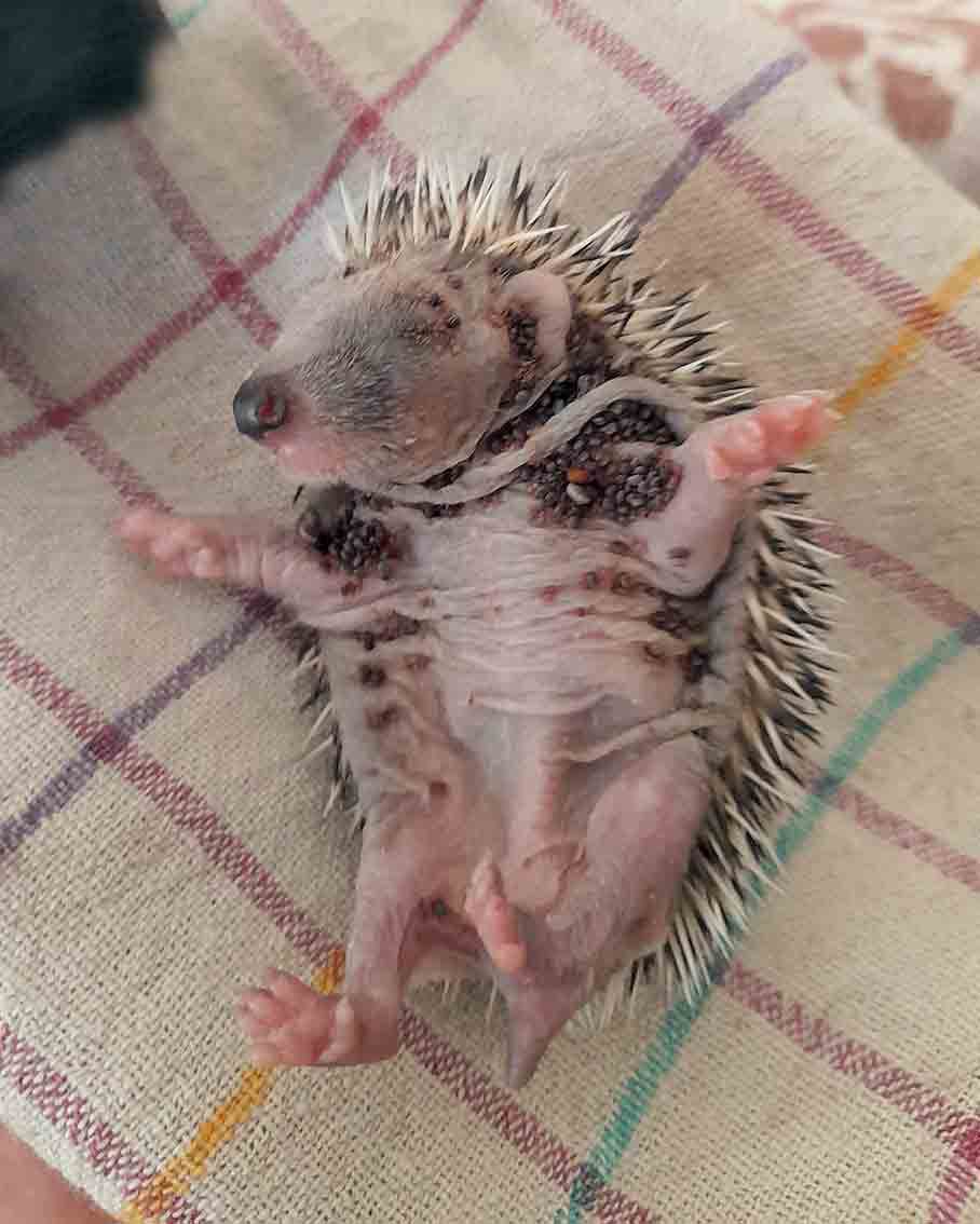 Igel, Igelbaby, PFOTENHILFE, Lochen, Tierschutz, Wildtiere, Winter, Kälte