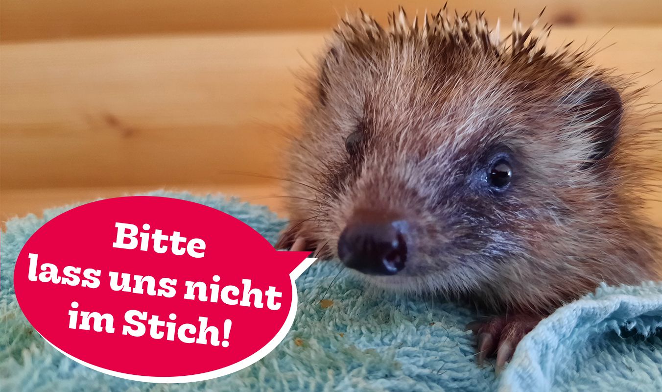 Igel, Igelbaby, PFOTENHILFE, Lochen, Tierschutz, Wildtiere, Winter, Kälte