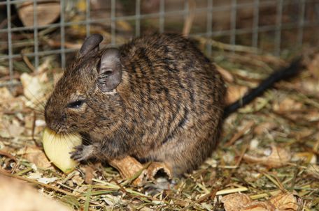 Degu