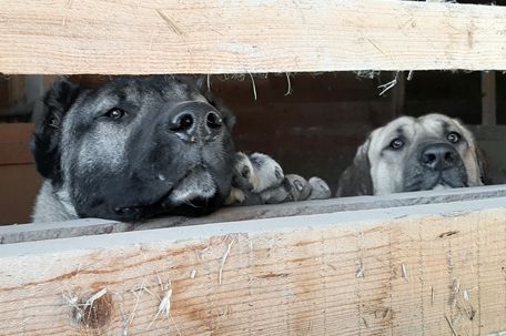 Gilgenberg_Hunde
