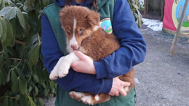 Hunde, Katzen, Welpen, Tierquälerei, Pfotenhilfe Lochen, Tierschutz, Rettung, Maine-Coon-Katze, Bengalkatze, Australian Shepherd, Border Collie, Chihuahua