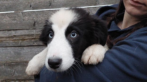 Hunde, Katzen, Welpen, Tierquälerei, Pfotenhilfe Lochen, Tierschutz, Rettung, Maine-Coon-Katze, Bengalkatze, Australian Shepherd, Border Collie, Chihuahua