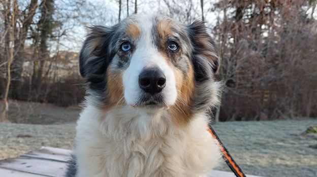 Hunde, Katzen, Welpen, Tierquälerei, Pfotenhilfe Lochen, Tierschutz, Rettung, Maine-Coon-Katze, Bengalkatze, Australian Shepherd, Border Collie, Chihuahua