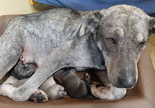 Pfotenhilfe Lochen, Pfotenhilfe, Tierschutz, Hund, Rettung, Welpen, trächtig, Babys