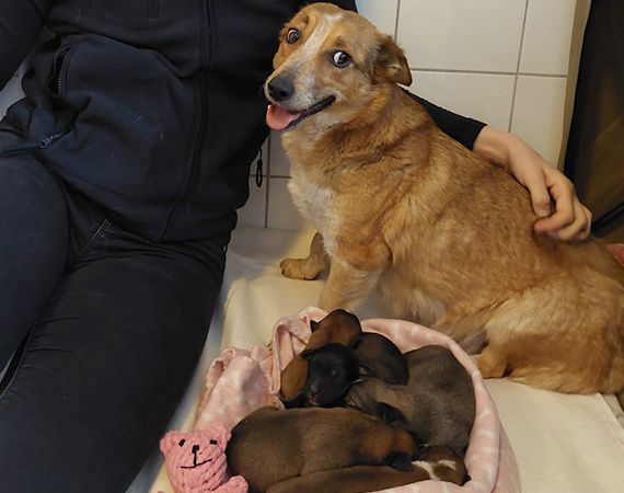 Pfotenhilfe Lochen, Pfotenhilfe, Tierschutz, Hund, Hündin, Rettung, Welpen, trächtig, Babys