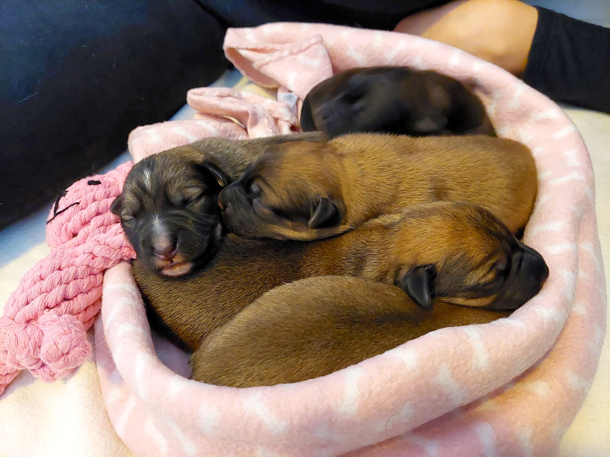 Pfotenhilfe Lochen, Pfotenhilfe, Tierschutz, Hund, Hündin, Rettung, Welpen, trächtig, Babys