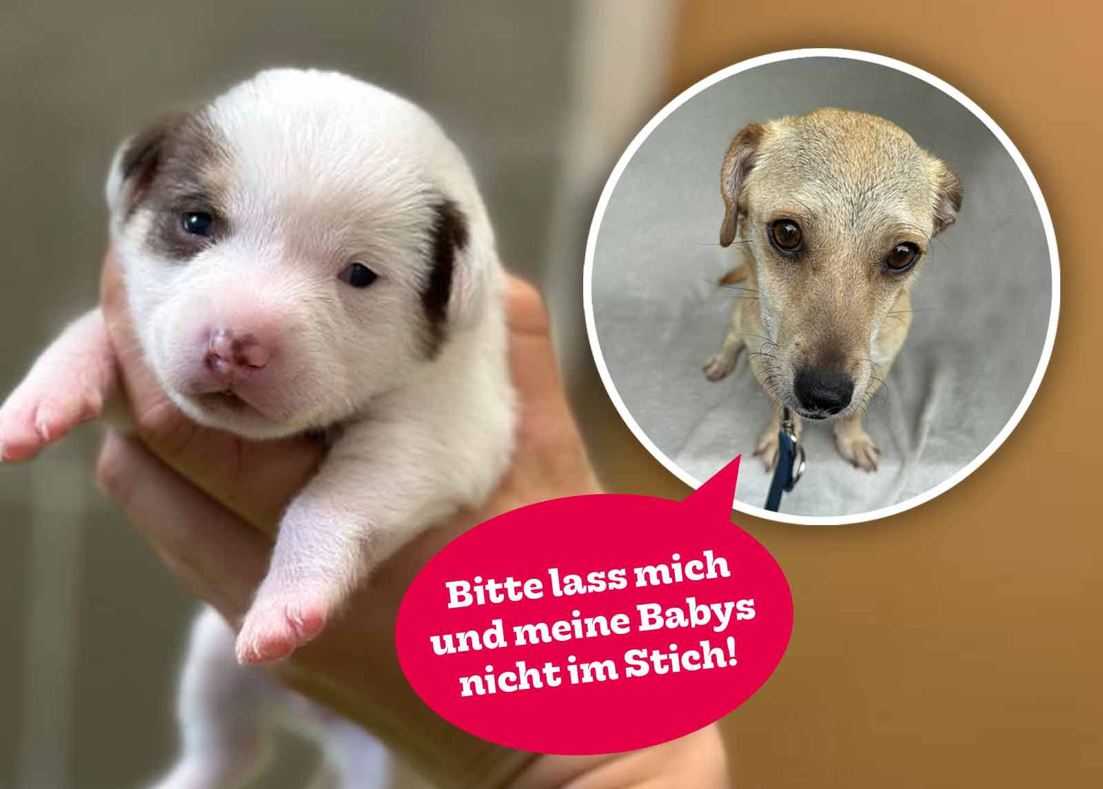 Hundebaby, Hundemama, Hund, Pfotenhilfe, Tierschutz