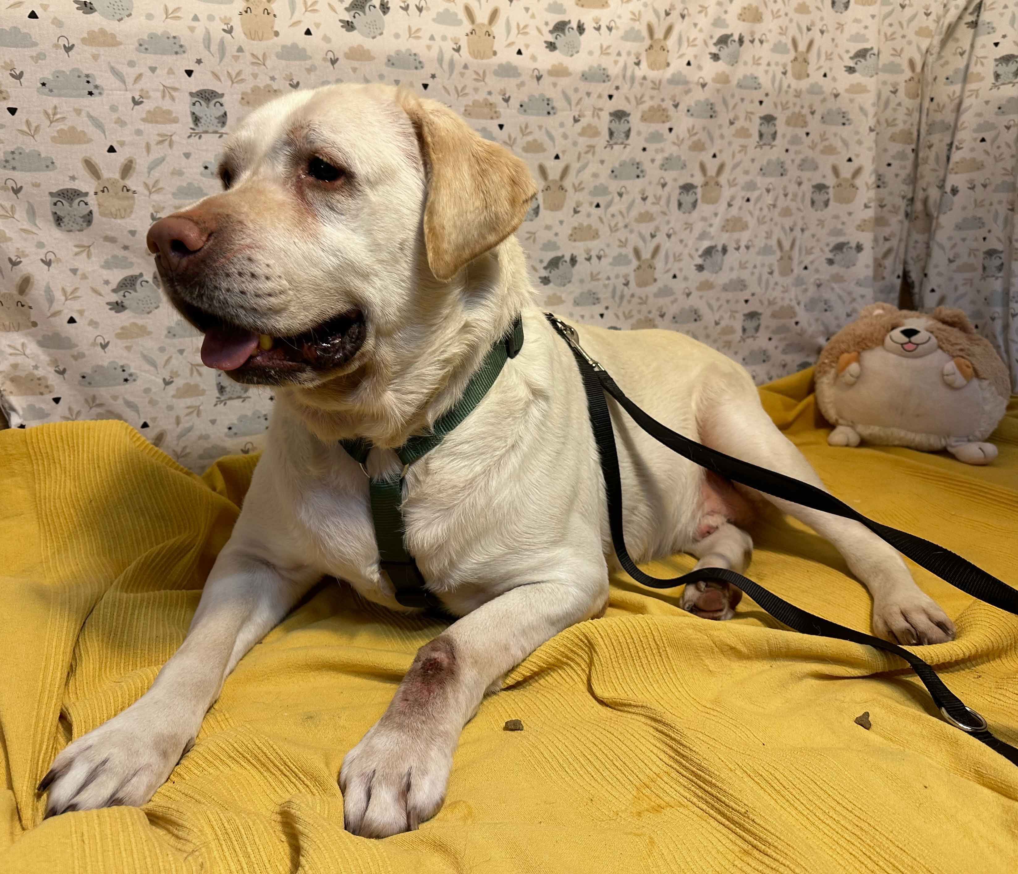Labrador Rocky