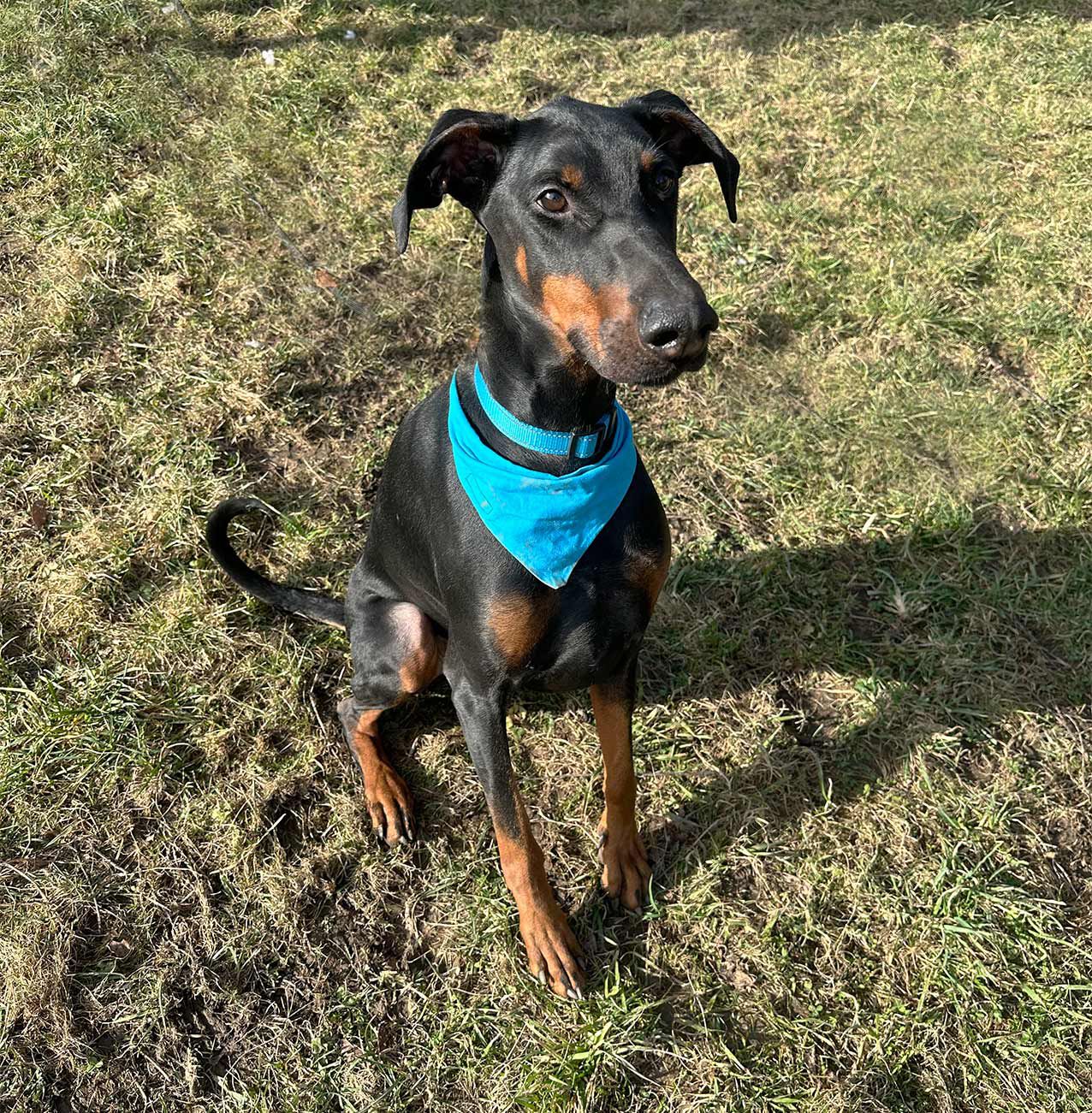 bagheera