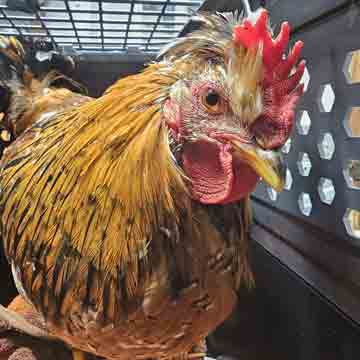 Braunes Huhn