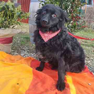 Lola1