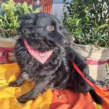 Lola3