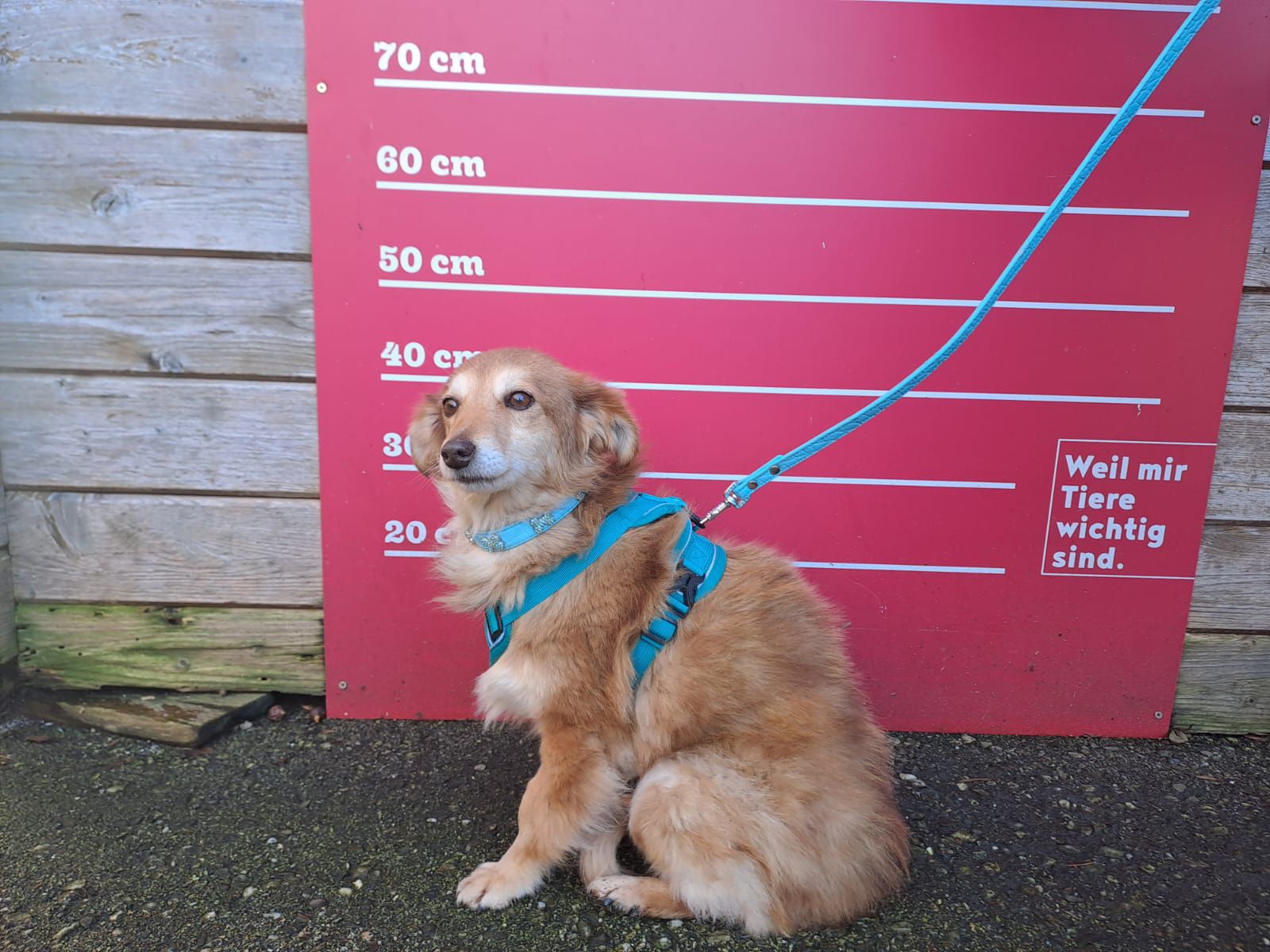 Hund Foxy Größe