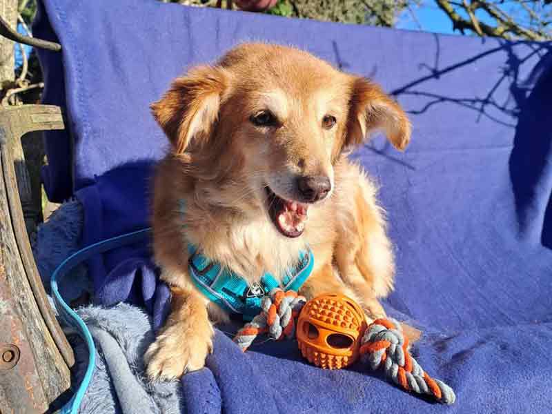 Hund Foxy auf der Decke