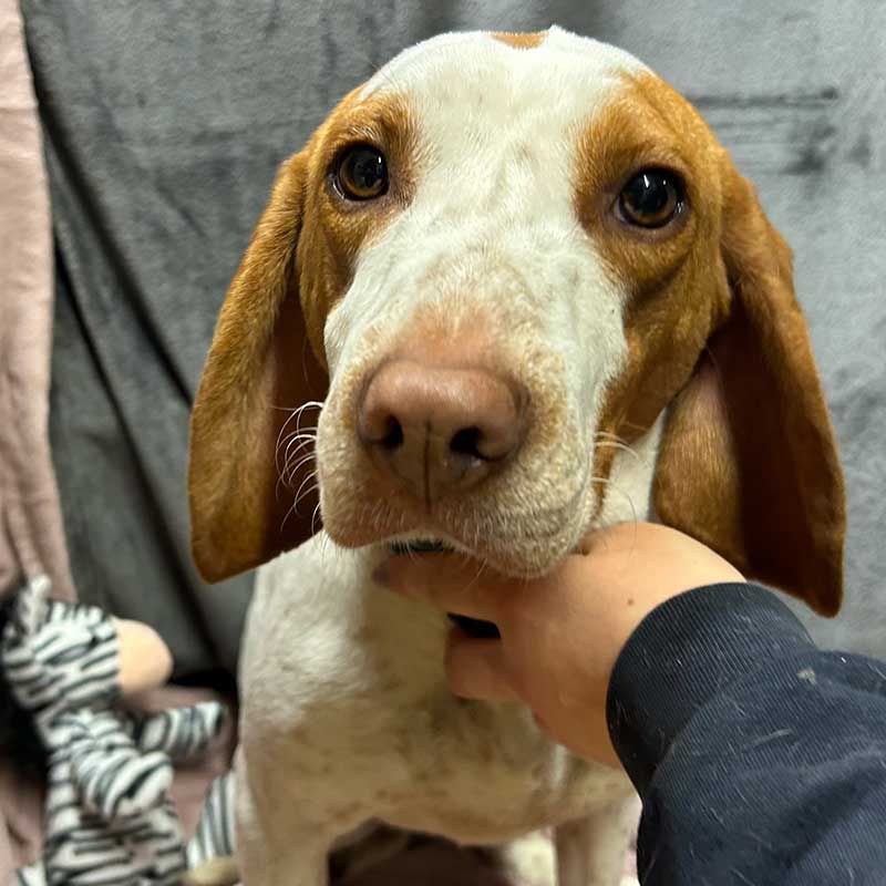 Hund Hildi schaut lieb in die Kamera