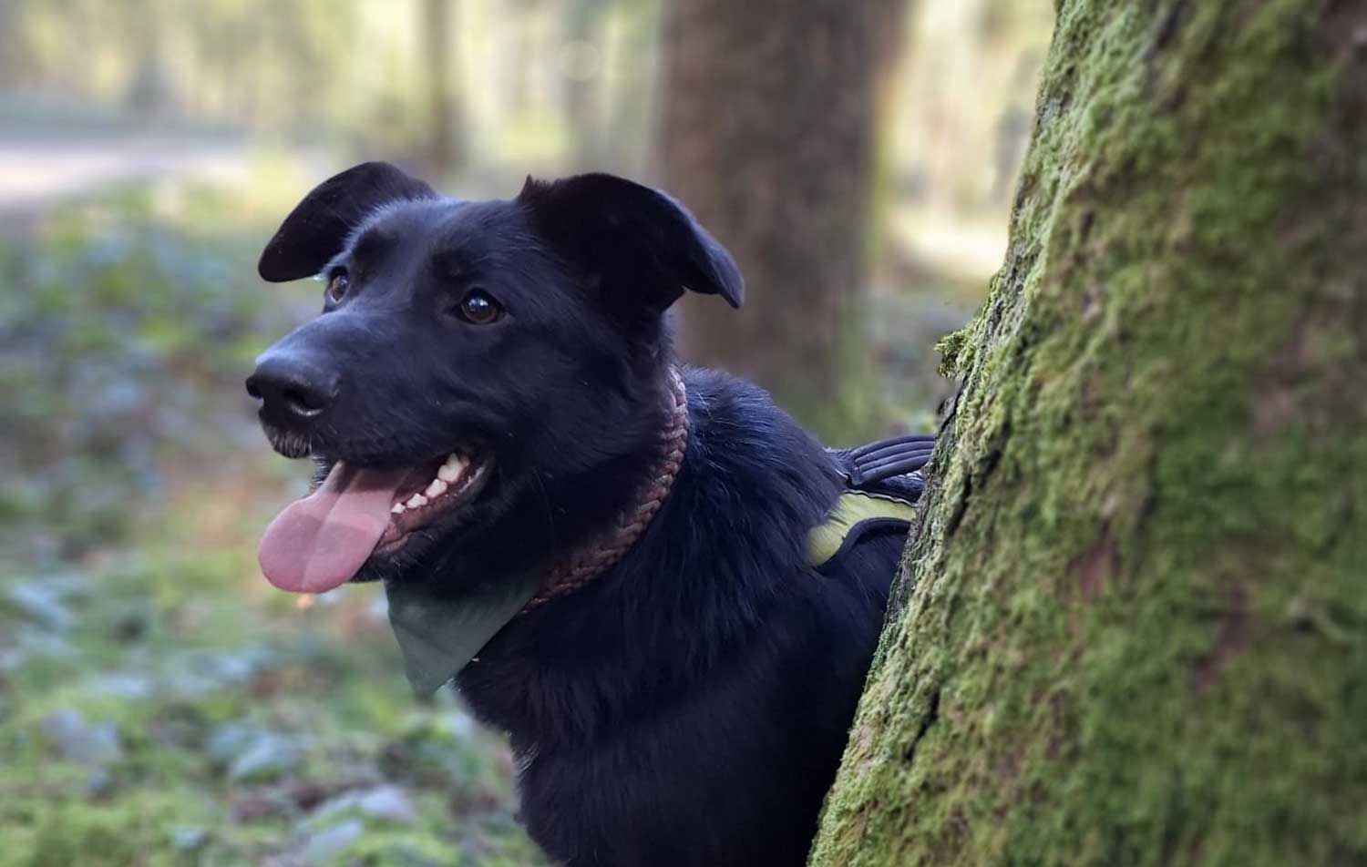 Hund im Wald