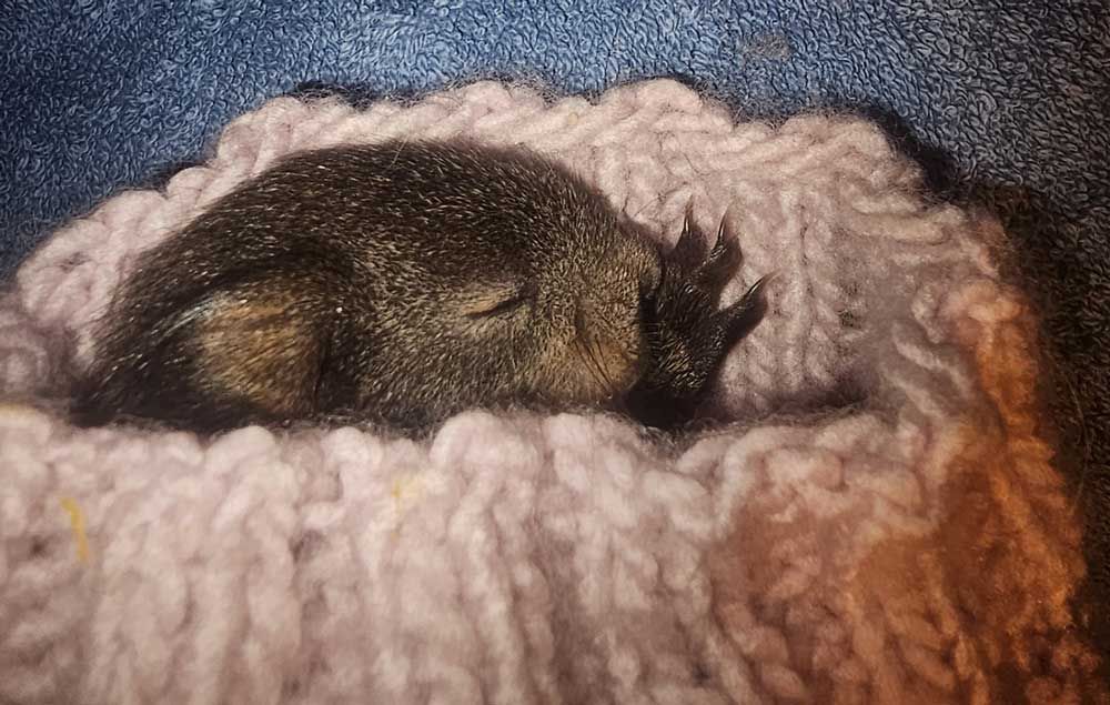 Schlafendes Eichhörnchen
