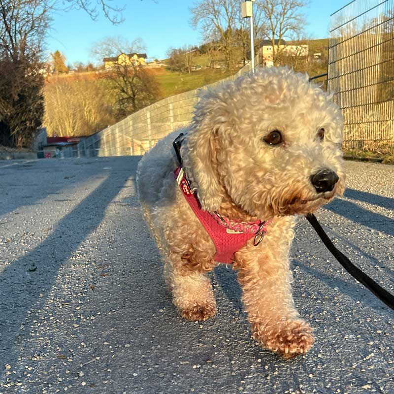 Hund Divina