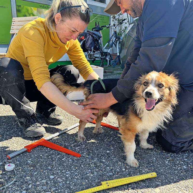 Hund Bibi wird für einen Rollwagen abgemessen