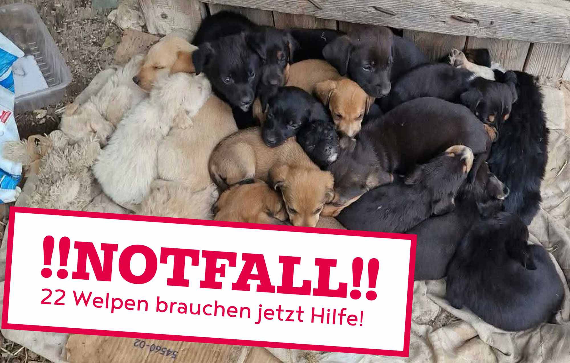 Babykatzen brauchen HIlfe