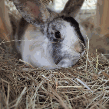 Ein Hase sitzt im Heu