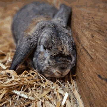 Ein Hase lehnt sich am Holz an