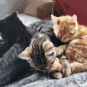 Odoo - Sample 1 for three columns
