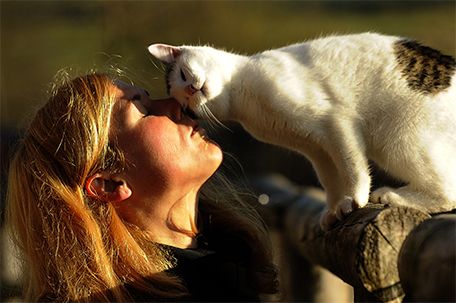 Gratis steiermark katzen baby Katzen zu