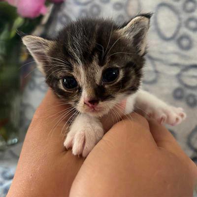 Meine Spende für die süßen Katzenbabys