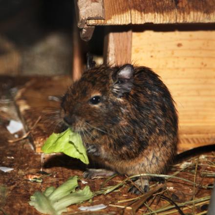 Futterpatenschaft Nager