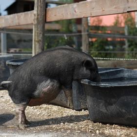 Futterpatenschaft Schweine