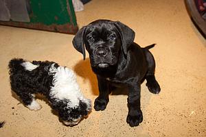 Meine Spende für die Hundewelpen