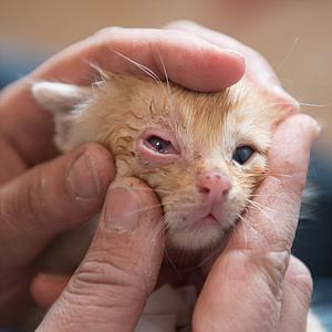  Helfen Sie unseren kranken Babykatzen - T1